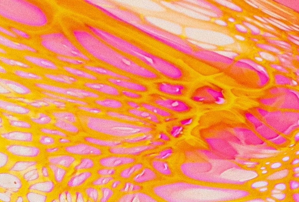 how to body gua sha dr alexis granite